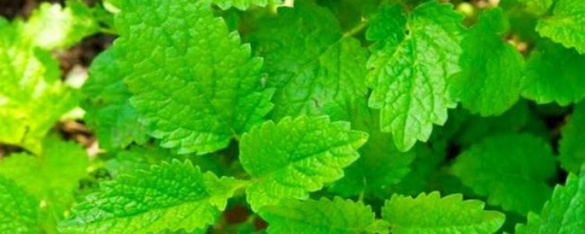 بادرنجبویه و درمان گیاهی دیابت