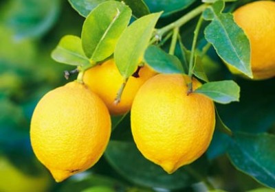 برنامه 7 روزه سوزاندن چربی و دفع سموم بدن با لیمو