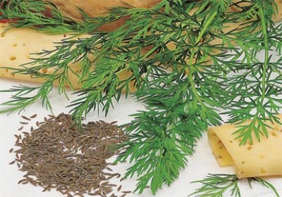 همه چیز درباره‌ی زیره و خواص آن