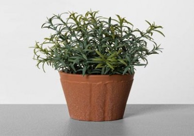 رزماری و خواص بی نظیر آن