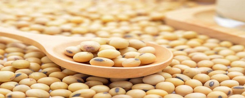 خواص گیاه سویا