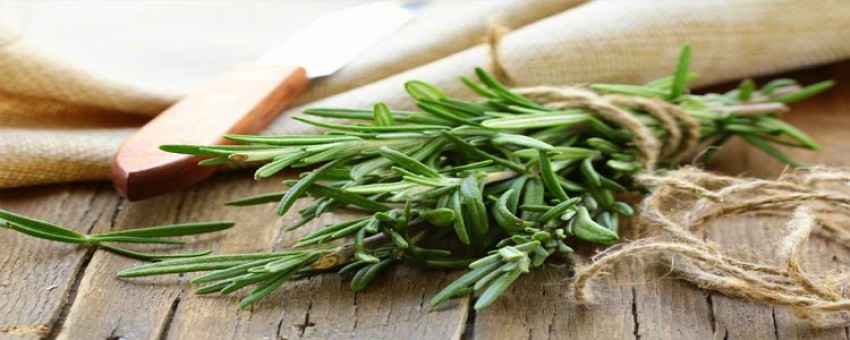 رزماری و خواص بی نظیر آن