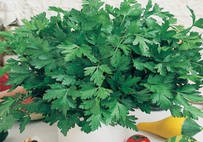 خواص جعفری برای کلیه