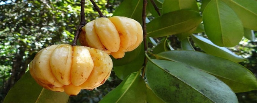 گارسینیا کامبوجیا مکملی تاثیر گذار در کاهش وزن