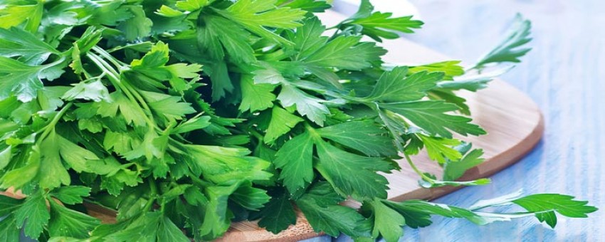 خواص جعفری برای کلیه