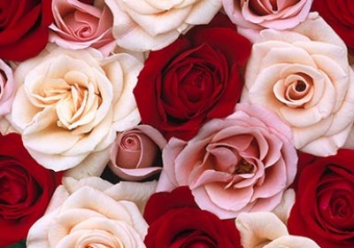 21 مزایای گلاب برای زیبایی پوست و درمان مو